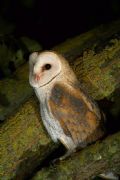 Tyto alba